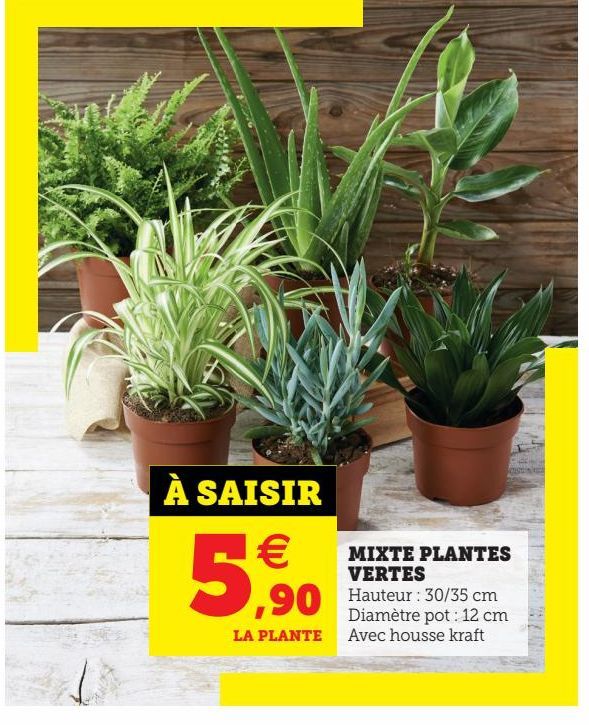 MIXTE PLANTES VERTES