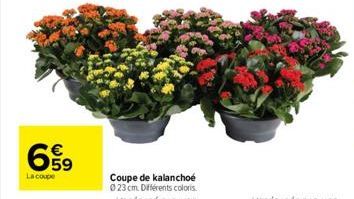 kalanchoe 