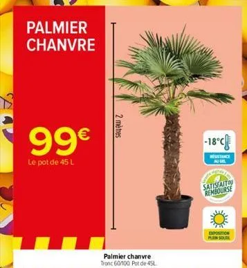 palmier chanvre  99€  le pot de 45 l  2 mètres  -18°c  resistance au gel  satisfaito rembourse  exposition plein sole 