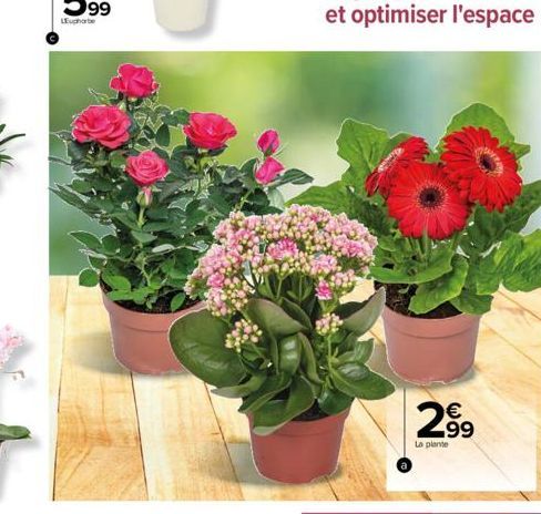 €  299  N  La plante 