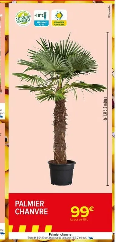 satisfaito -18°c  -18°c  rembourse  w  resistance au gel  palmier chanvre  exposition plein soler  99€  le pot de 45 l  palmier chanvre  tronc h 80/120 cm hauteur de la plante 1,8 à 2 mètres.  de 1,8 