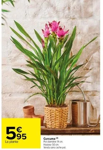 €  595  la plante  curcuma (2) pot diamètre 14 cm. hauteur 50 cm. vendu sans cache pot. 