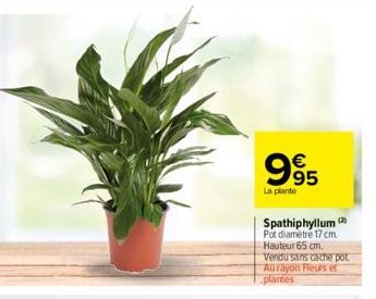 995  La plante  63  Spathiphyllum (2) Pot diamètre 17 cm Hauteur 65 cm. Vendu sans cache pot Aurayon Fleurs et  plantes 