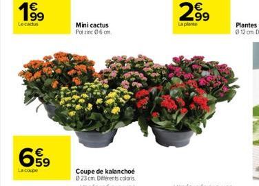 €  1⁹9  Le cactus  59  La coupe  Mini cactus Pot zinc 06 om  Coupe de kalanchoe 023 cm. Différents coloris  299⁹  La plante  63 