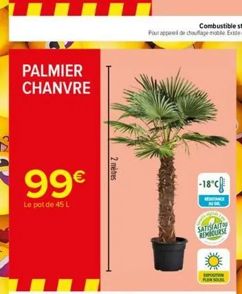 palmier chanvre  99€  le pot de 45 l  2 mètres  -18°c  resistance au gel  satisfaito rembourse  exposition plein sole 