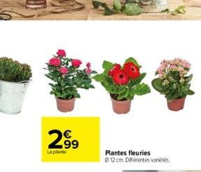 plantes 