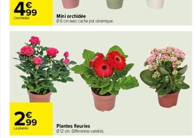 4.99  €  Lorchide  N  299  La plante  Mini orchidée  06 cm avec cache pot céramique.  Plantes fleuries  0 12 cm. Différentes variétés 