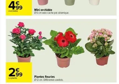 4.99  €  lorchide  n  299  la plante  mini orchidée  06 cm avec cache pot céramique.  plantes fleuries  0 12 cm. différentes variétés 