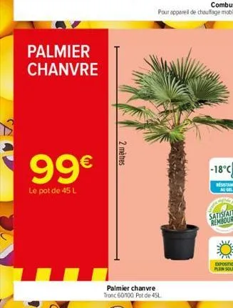 palmier chanvre  99€  le pot de 45 l  2 mètres  -18°c  exposition plein sole 