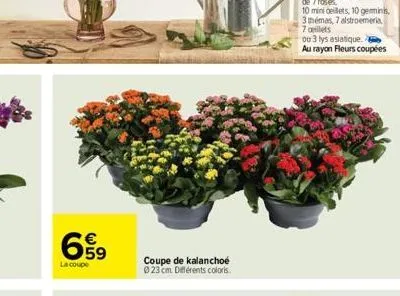 659  la coupe  63  coupe de kalanchoe 023 cm différents colors.  ou 3 lys asiatique.  au rayon fleurs coupées 