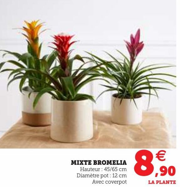 MIXTE BROMELIA