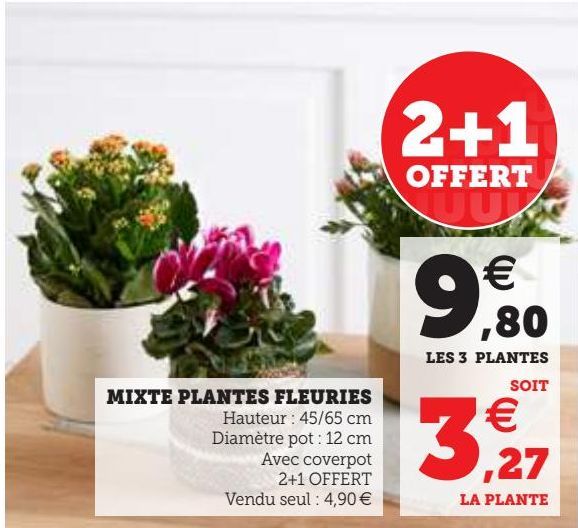 MIXTE PLANTES FLEURIES