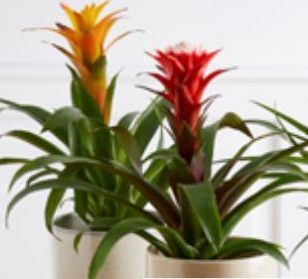 MIXTE BROMELIA 