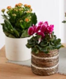 MIXTE PLANTES  FLEURIES