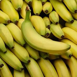 banane  cavendish