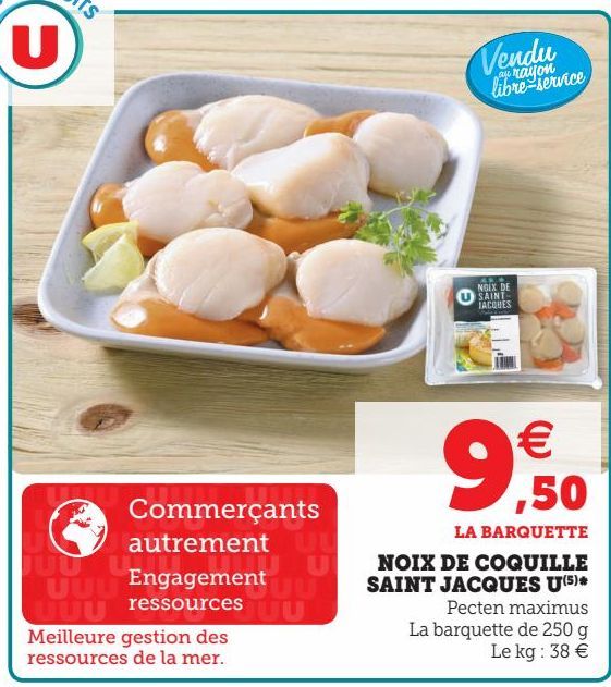 NOIX DE COQUILLE SAINT JACQUES U