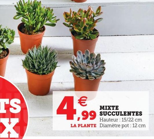 MIXTE SUCCULENTES