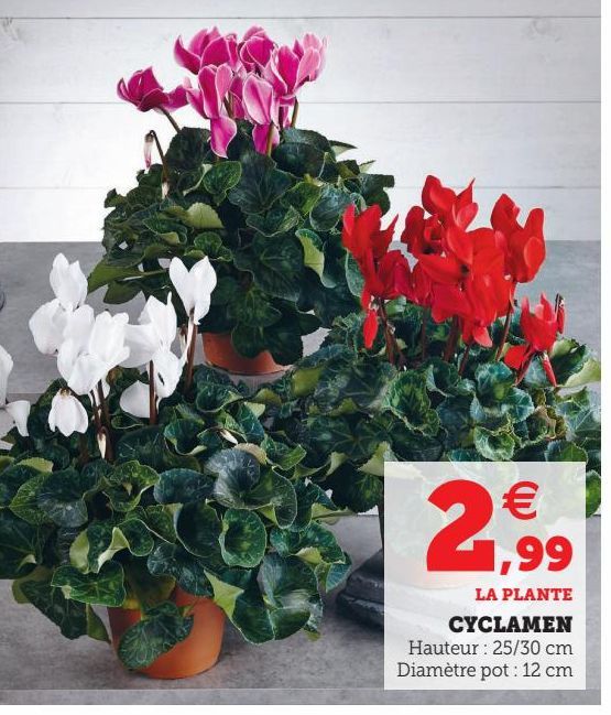 CYCLAMEN