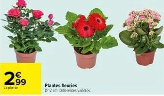 plantes 