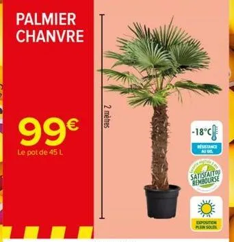 palmier chanvre  99€  le pot de 45 l  2 mètres  -18°c  resistance au gel  satisfaito rembourse  exposition  plein sole 