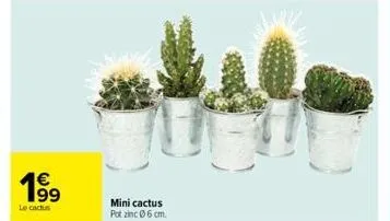 cactus 