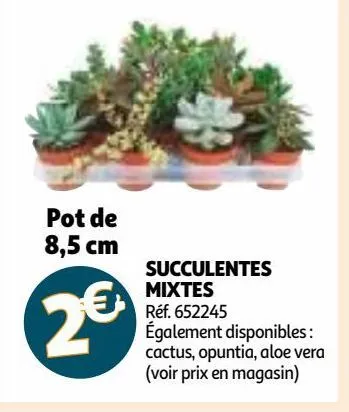 succulentes mixtes