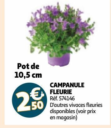 CAMPANULE FLEURIE