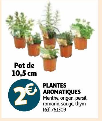 PLANTES AROMATIQUES 