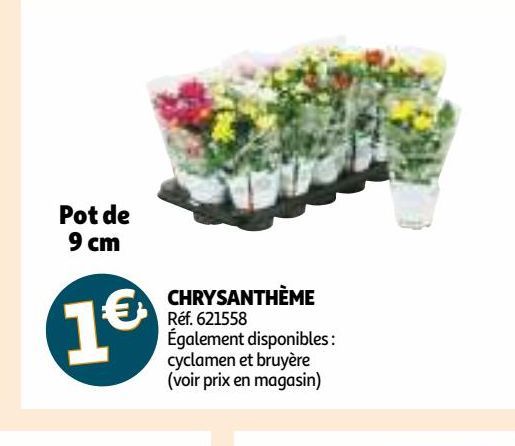 CHRYSANTHÈME