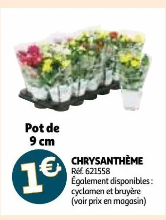 chrysanthème