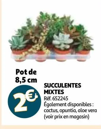 succulentes mixtes