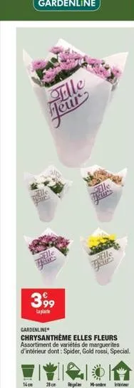 399  laplate  fille heur  14cm  gardenline  chrysanthème elles fleurs assortiment de variétés de marguerites d'intérieur dont: spider, gold rossi, special.  lle  ell tour  m-