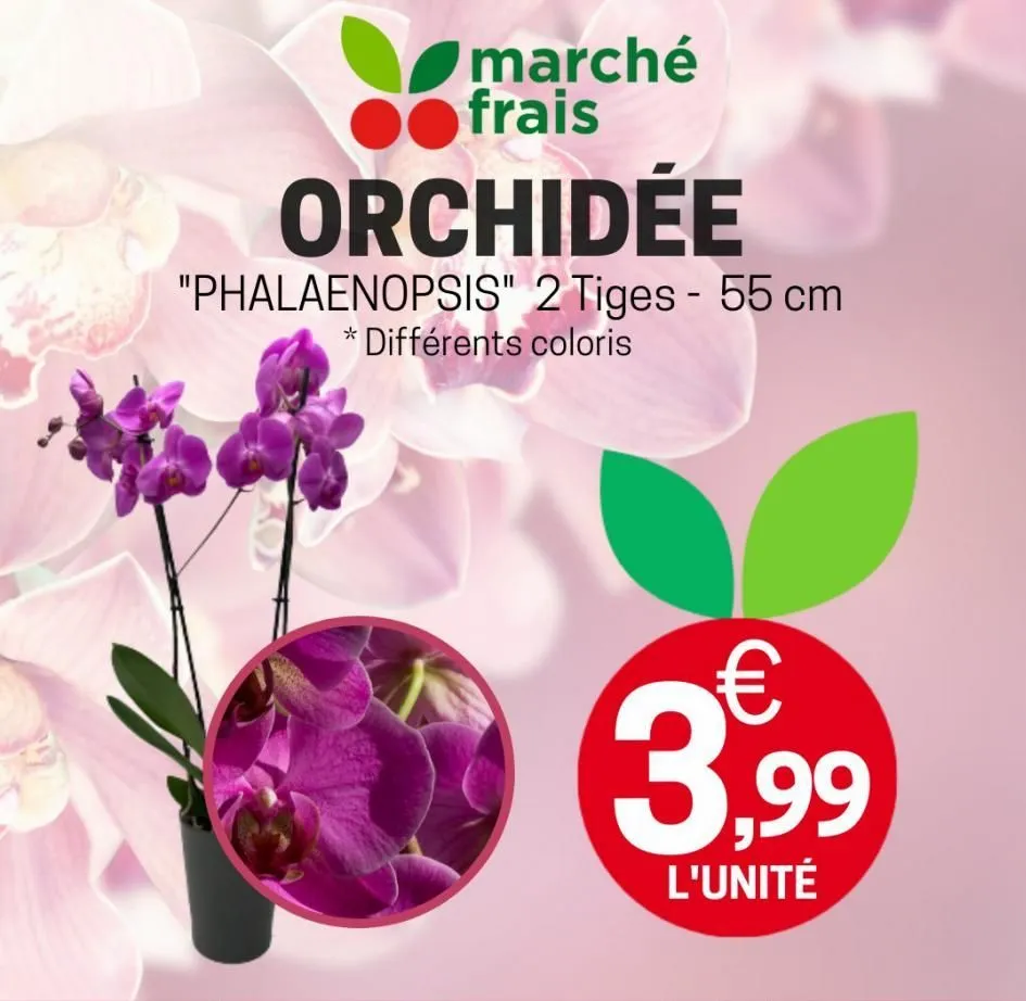marché frais  orchidée  "phalaenopsis" 2 tiges - 55 cm  *différents coloris  €  3,99  l'unité  