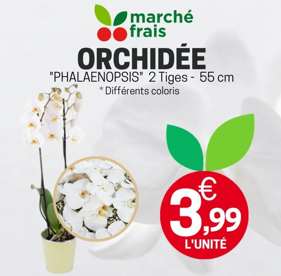 marché frais  orchidée  "phalaenopsis" 2 tiges - 55 cm * différents coloris  €  3,99  l'unité  