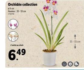 L'unité au choix  6.4⁹  49  Orchidée collection  09 cm  Hauteur: 35-55 cm  W3256  35-55 cm 