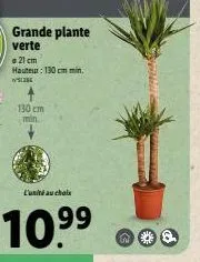 grande plante verte  21 cm  hauteur: 130 cm min. wys  130 cm min.  g 