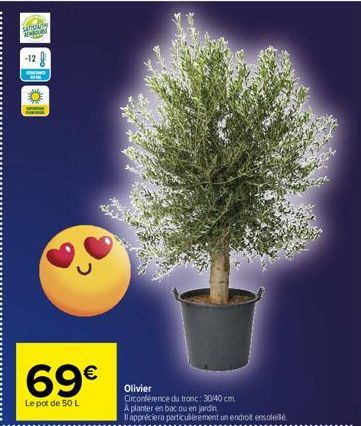 SATIS  -12  69€  Le pot de 50 L  Olivier  Circonférence du tronc: 30/40 cm. A planter en bac ou en jardin  Il appréciera particulièrement un endroit ensoleil 