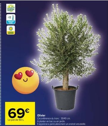 SATIS  -12  69€  Le pot de 50 L  Olivier  Circonférence du tronc: 30/40 cm. A planter en bac ou en jardin  Il appréciera particulièrement un endroit ensoleil 