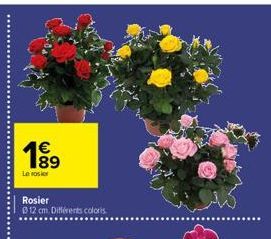 1⁹9  Le rosier  Rosier  012 cm. Différents coloris 