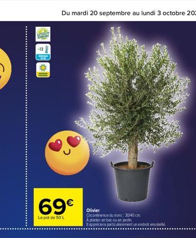 SATIS  -12  69€  Le pot de 50 L  Olivier Circonférence du tronc: 30/40 cm A planter en bac ou en jardin  Il appréciera particulièrement un endroit ensoleil 