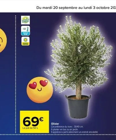 satis  -12  69€  le pot de 50 l  olivier circonférence du tronc: 30/40 cm a planter en bac ou en jardin  il appréciera particulièrement un endroit ensoleil 