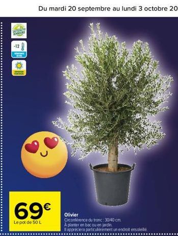 SATIS  -12  69€  Le pot de 50 L  Olivier  Circonférence du tronc: 30/40 cm A planter en bac ou en jardin  Il appréciera particulièrement un endroit ensoleil 