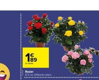 1⁹9  Le rosier  Rosier  012 cm. Différents coloris 