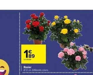 1⁹9  le rosier  rosier  012 cm. différents coloris 
