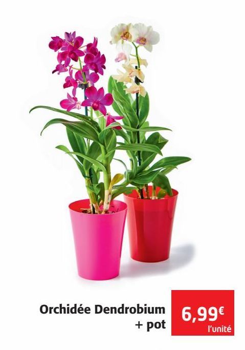 Orchidées Dendrobium + pot