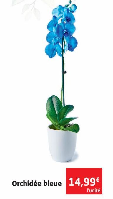 Orchidées bleue