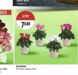 le pot  7€49  cyclamen  put 12cm, hauteur 27cm 