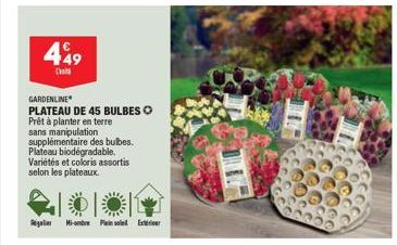 449  GARDENLINE  PLATEAU DE 45 BULBESO  Prêt à planter en terre sans manipulation supplémentaire des bulbes. Plateau biodegradable.  Variétés et coloris assortis selon les plateaux.  Regar Mi-ombre Pl