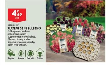 449  GARDENLINE  PLATEAU DE 45 BULBESO  Prêt à planter en terre sans manipulation supplémentaire des bulbes. Plateau biodegradable.  Variétés et coloris assortis selon les plateaux.  Regar Mi-ombre Pl