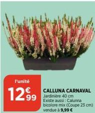 l'unité  1299  CALLUNA CARNAVAL  Jardinière 40 cm Existe aussi: Calunna bicolore mix (Coupe 23 cm) vendue à 9,99 € 